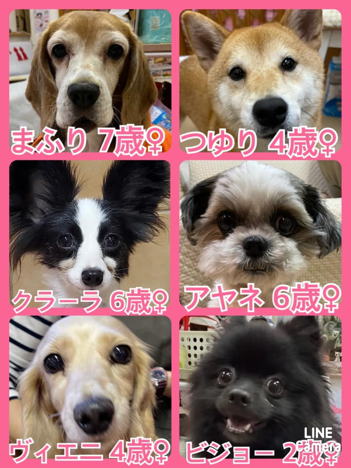 🐾今日の里親様募集中ワンコ🐶メンバーです🐾2021,11,10